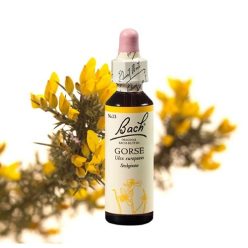 GORSE - SÜLZANÓT 20ml
