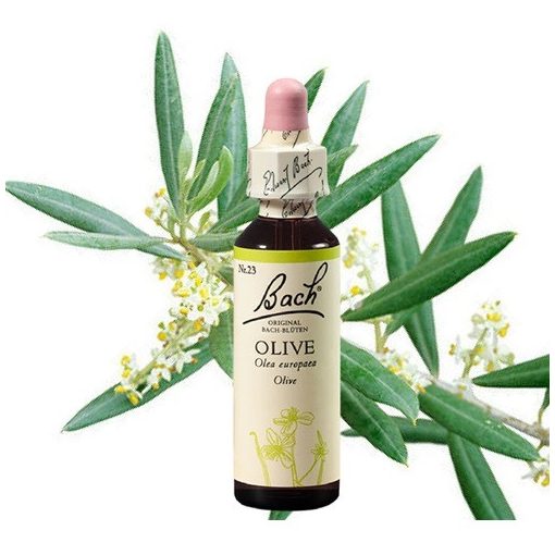 OLIVE - OLAJFA 20ml