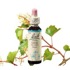 VINE - SZŐLŐ 20ml